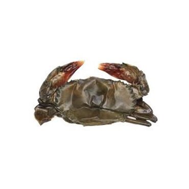 Soft Shell Crab