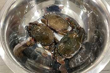softshelcrab1