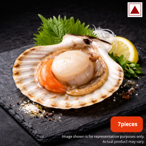 Scallop_shell_7